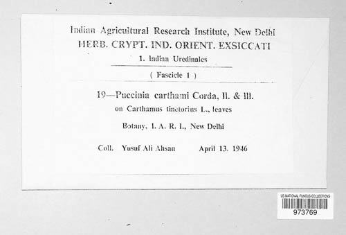 Puccinia carthami thumbnail
